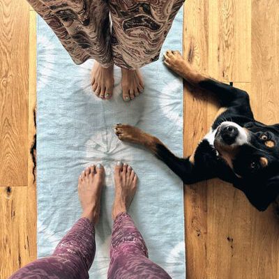 Heraufschauender Hund Kontakt